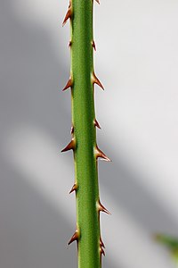 Spines on margins of the petiole of a young plant of Saribus rotundifolius