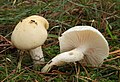 Hygrophorus ligatus