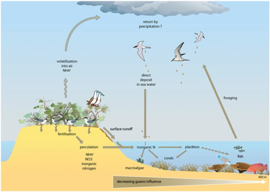 Pathways for guano-derived nitrogen to enter marine food webs[82]