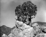 Private William Major and Private Andrew Paxson on patrol of Fort Huachuca in 1942.