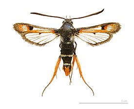 Pyropteron chrysidiforme