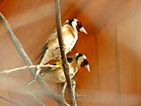 Черноголовый щегол (Carduelis carduelis)