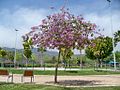 As ornamental tree in Spain