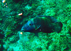 Giant Napoleon Wrasse at Apo Reef