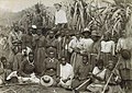 Image 25Kanaka workers in a sugar cane plantation, late 19th century (from Queensland)