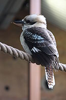 Laughing Kookaburra