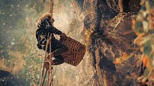 A gurung hunter harvesting honey from cliff