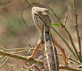 A female Oriental garden lizard, Calotes versicolor.