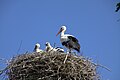 Storks on the nest