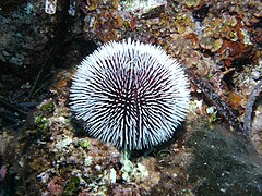 Oursin granuleux (Sphaerechinus granularis), Méditerranée et Atlantique Est.