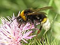 Hun af mørk jordsnyltehumle (Bombus vestalis)