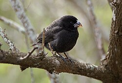 Mellandarwintangara (Geospiza fortis)