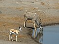 Springbok femelle et grand koudou mâle dans le parc d'Etosha en Namibie.