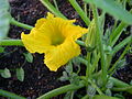 Flower and flower bud