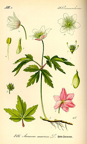 Anemone nemorosa