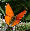 Grootvuurvlerk, Lycaena dispar, een van die Europese Kopervlerkies