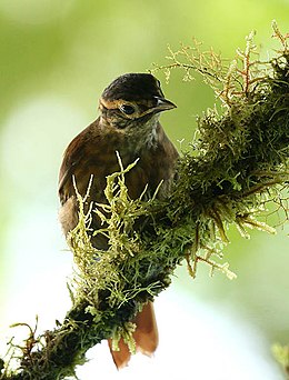 Anabacerthia variegaticeps