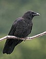 Northwestern crow