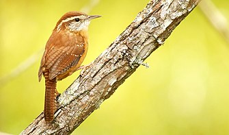 Carolina Wren