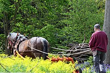 En forêt, cheval vu de dos attelé à un engin agricole, son meneur avec les guides étant positionné derrière lui.