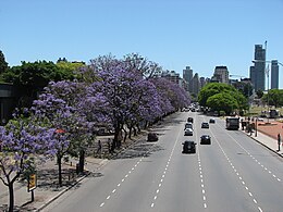 Virágzó zsakaranda-fák (Buenos Aires, Avenida Figueroa Alcorta)