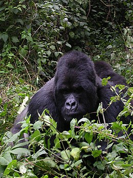 Keleti gorilla (Gorilla beringei)