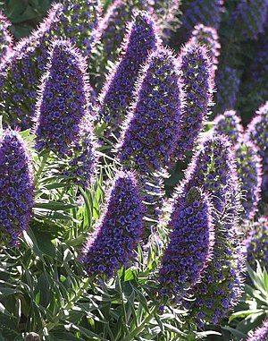 Echium candicans