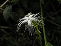 Trichosanthes sp.