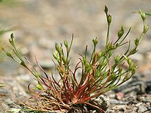 Kraavluga (Juncus bufonius)