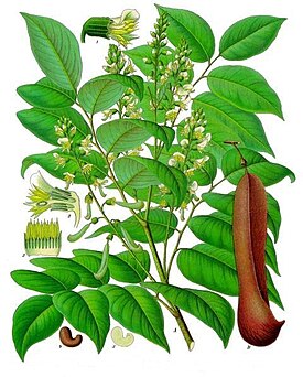 Rohtobalsami (Myroxylon balsamum)