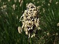 Sesleria heufleriana Schur