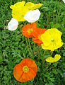 Papaver nudicaule