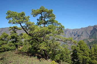 Pinus canariensis. Caldera de Taburiente