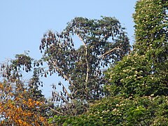 Colonie de chauve-souris frugivores dans le jardin