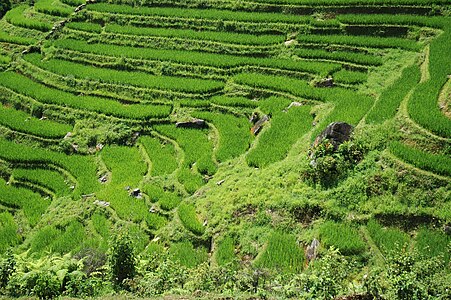 Ruộng bậc thang tại Sa Pa