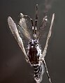 Mosquito Aedes aegipty.