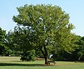 Gewone haakdoring (Acacia caffra)