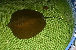 Giant freshwater stingrays (Urogymnus polylepis) are amongst the largest freshwater fish.