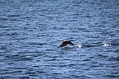 un oiseau marron et blanc bat des ailes et court sur l'eau