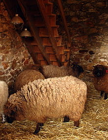 photo couleur d'une bergerie qui abrite des moutons à toison blanche mais à tête et pattes de couleur noire ou brûlé.