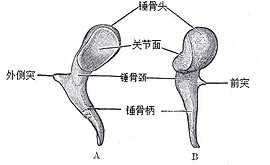 ヒトの槌骨