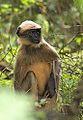 Black-footed grey langur