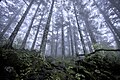 Image 24Virgin forest about 2,500 m (8,200 ft) above sea level in Shennongjia Forestry District, Hubei, China (from Old-growth forest)