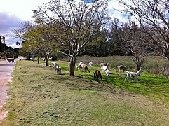 Park Lecocq slúži ako rezervácia pre zvieratá