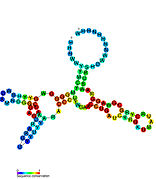 TPP riboswitch: Secondary structure for the riboswitch marked up by sequence conservation. Family RF00059.