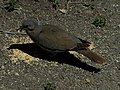 Bird eating seed from ground