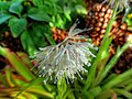 Ypsilandra thibetica -lajin kukinto