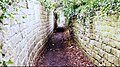 A ginnel surrounded by English Ivy