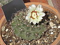 Gymnocalycium quehlianum