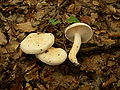 Hygrophorus penarius